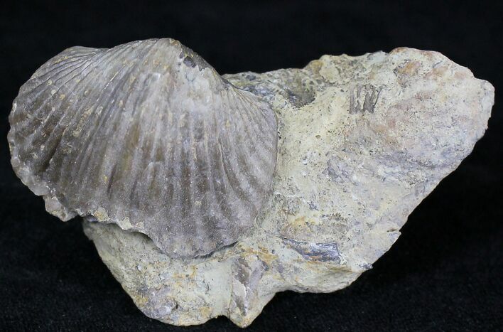 Platystrophia Brachiopod Fossil From Kentucky #21819